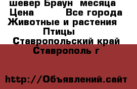шевер Браун 2месяца › Цена ­ 200 - Все города Животные и растения » Птицы   . Ставропольский край,Ставрополь г.